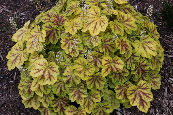 Image of Heucherella 'Solar Eclipse' PP 23,647 taken at Juniper Level Botanic Gdn, NC by JLBG