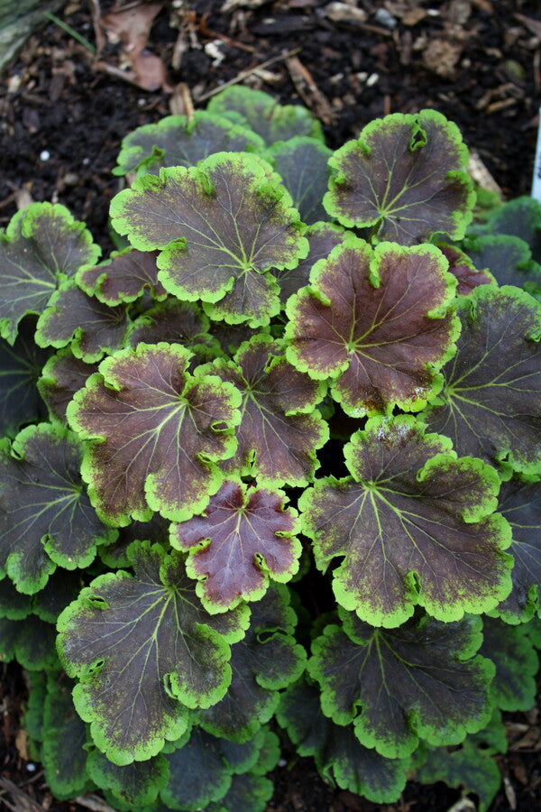 Image of Heucherella 'Solar Eclipse' PP 23,647 taken at Juniper Level Botanic Gdn, NC by JLBG