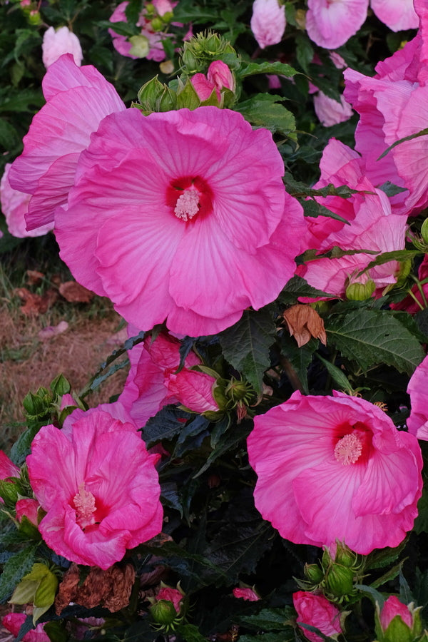 Image of Hibiscus 'Airbrush Effect' PP 29,295 taken at Walters Gardens, MI by T. Avent