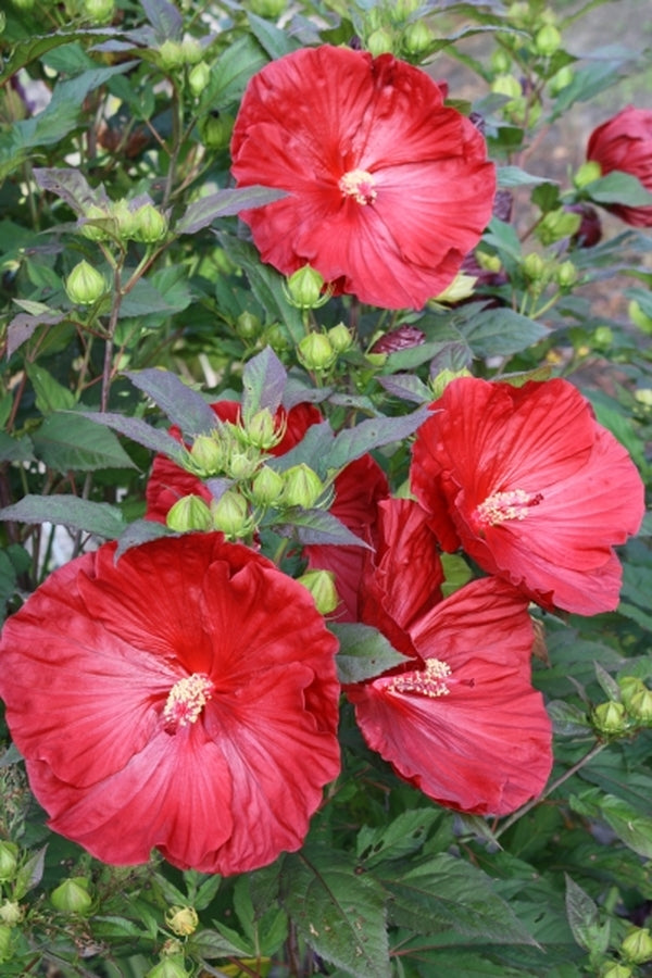 Image of Hibiscus 'Cranberry Crush' PP 21,984 taken at Juniper Level Botanic Gdn, NC by JLBG