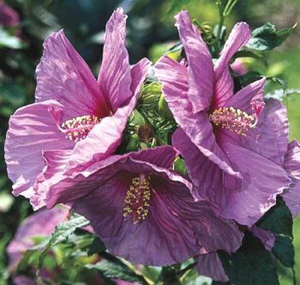 Image of Hibiscus 'Fantasia' taken at Juniper Level Botanic Gdn, NC by JLBG