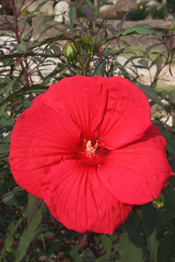 Image of Hibiscus 'Fireball' taken at Juniper Level Botanic Gdn, NC by JLBG
