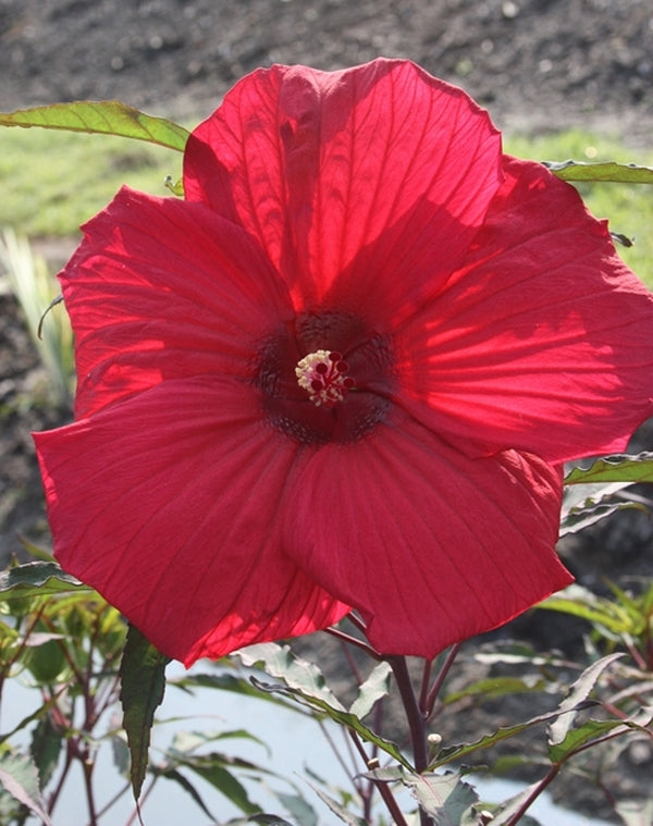 Image of Hibiscus 'Fireball' taken at Juniper Level Botanic Gdn, NC by JLBG
