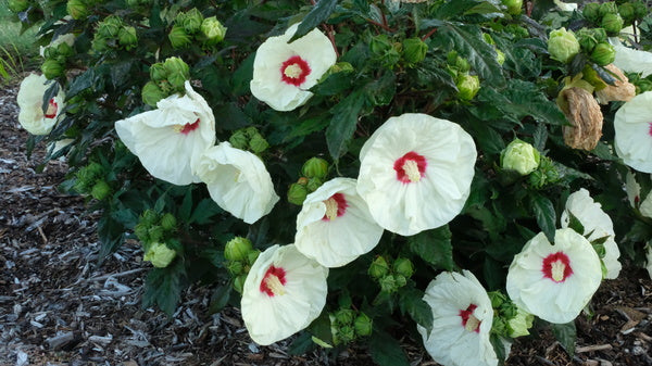 Image of Hibiscus 'French Vanilla' PP 33,181 taken at Walters Gardens, MI by JLBG