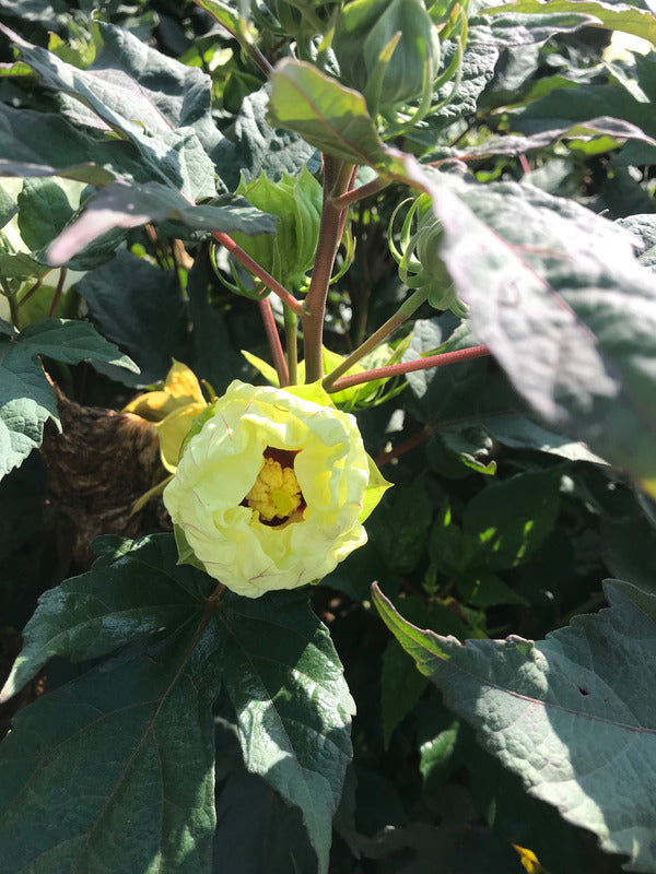 Image of Hibiscus 'French Vanilla' PP 33,181 taken at Walters Gardens, MI by H. Hansen