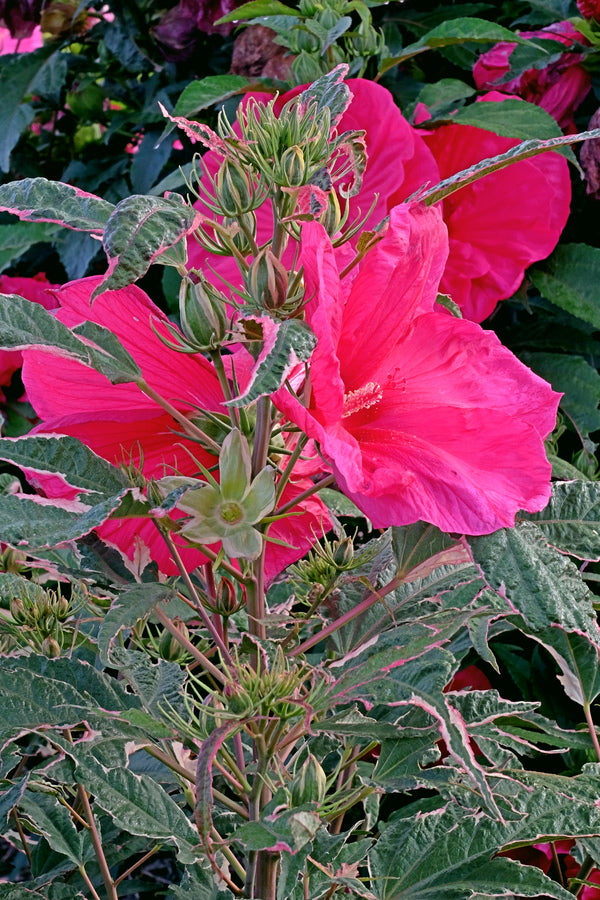 Image of Hibiscus 'Summer Carnival' PP 31,587 taken at Walters Gardens, MI