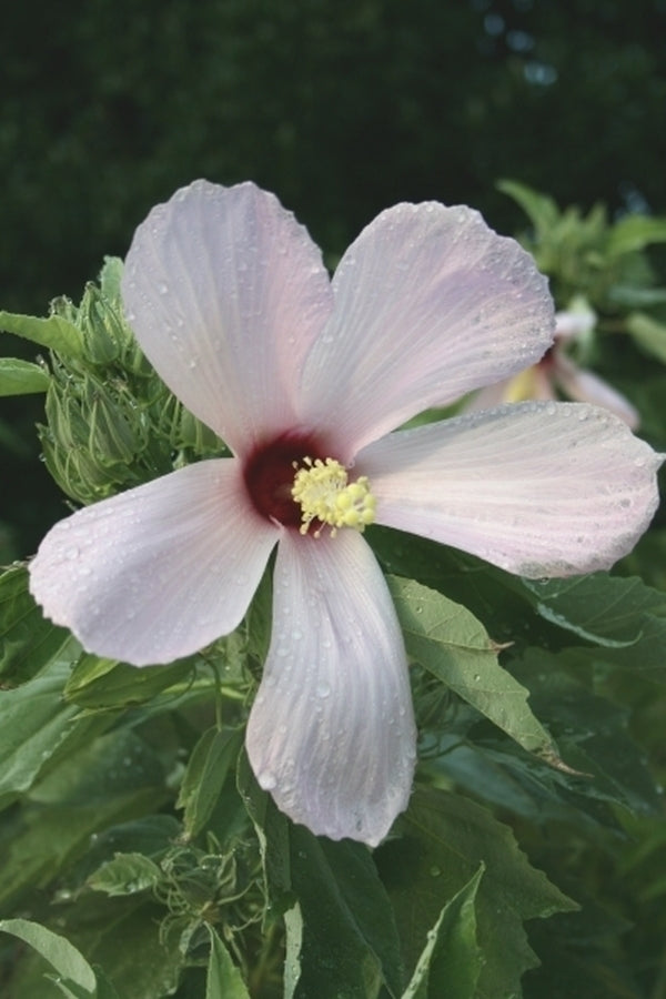 Image of Hibiscus grandiflorus taken at Juniper Level Botanic Gdn, NC by JLBG