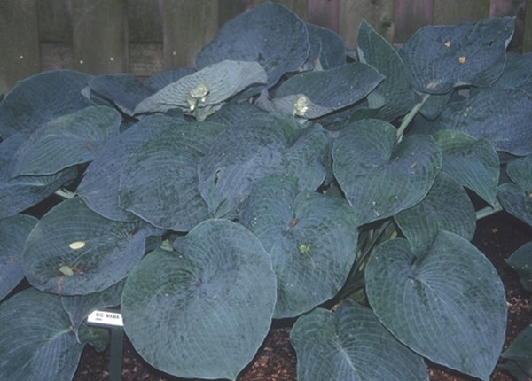 Image of Hosta 'Big Mama' taken at Murphy Gdn, IN