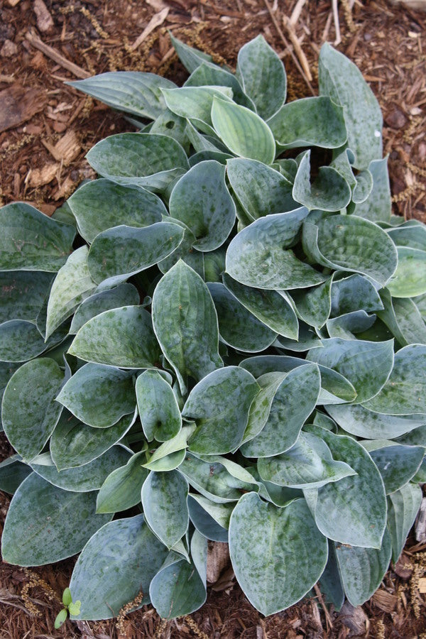 Image of Hosta 'Blue Biscuit' taken at Juniper Level Botanic Gdn, NC by JLBG