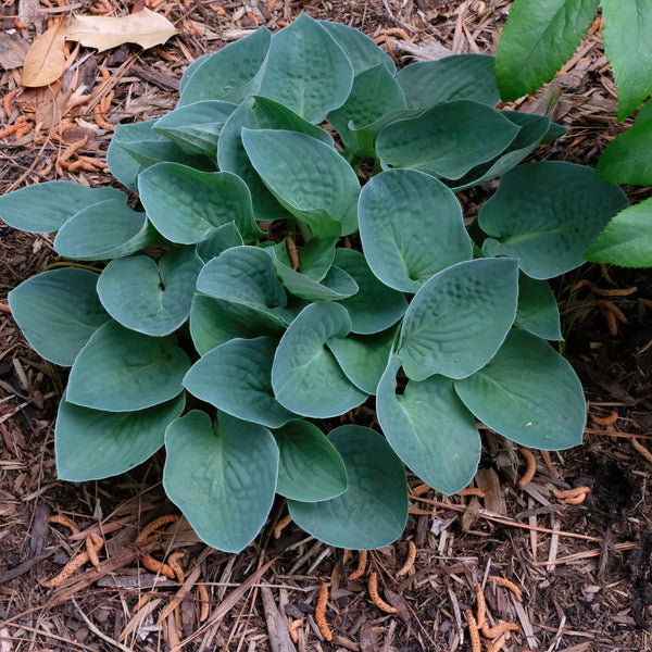 Image of Hosta 'Blue Biscuit' taken at Juniper Level Botanic Gdn, NC by JLBG