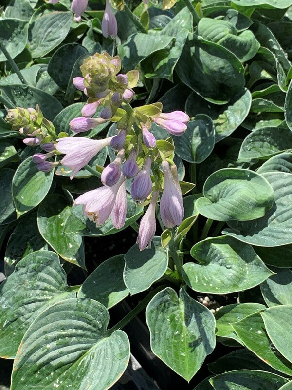 Image of Hosta 'Blue Biscuit' taken at Juniper Level Botanic Gdn, NC by C. Hardison