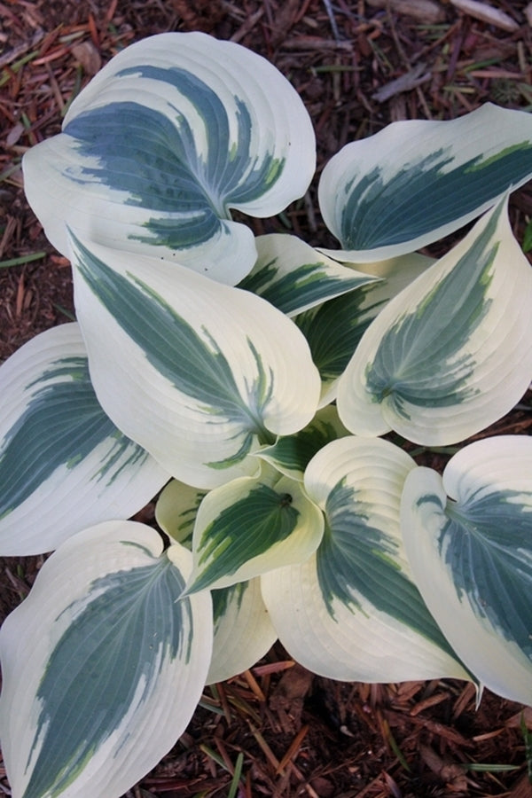 Image of Hosta 'Blue Ivory' PP 19,623 taken at Juniper Level Botanic Gdn, NC by JLBG