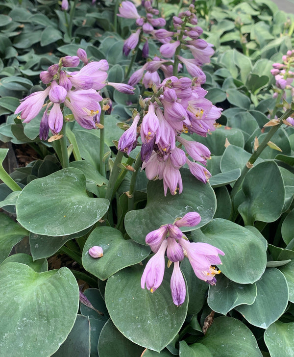 Image of Hosta 'Blue Mouse Ears' taken at Juniper Level Botanic Gdn, NC by C. Hardison