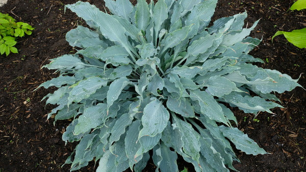 Image of Hosta 'Blue Ruffles' taken at Walters Gardens, MI by JLBG