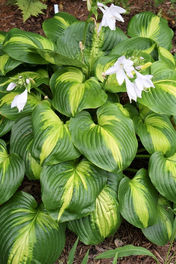 Image of Hosta 'Cathedral Windows'  taken at Juniper Level Botanic Gdn, NC by JLBG