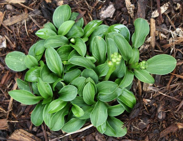 Image of Hosta 'Clusterfest'  taken at Juniper Level Botanic Gdn, NC by JLBG