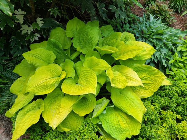 Image of Hosta 'Coast to Coast' PP 26,469