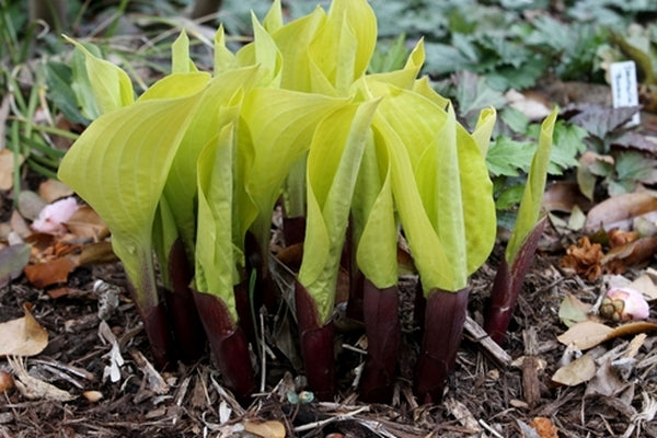 Image of Hosta 'Designer Genes' taken at Juniper Level Botanic Gdn, NC by JLBG