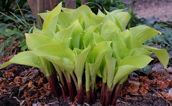 Image of Hosta 'Designer Genes'