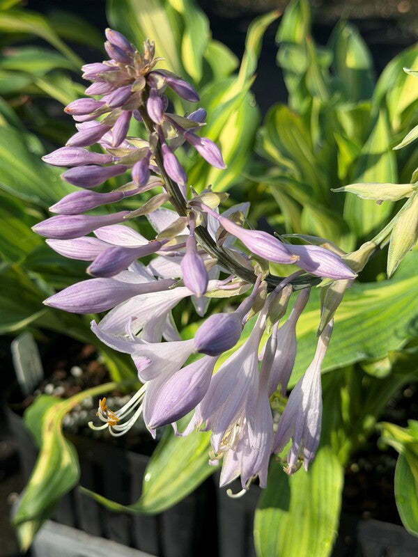 Image of Hosta 'Dressed to Kill' taken at Juniper Level Botanic Gdn, NC by C. Hardison