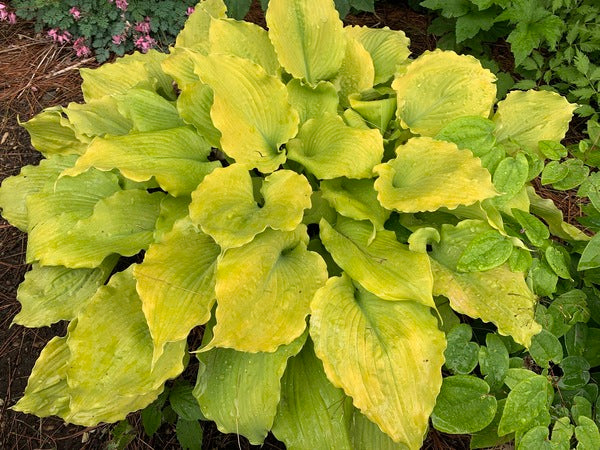Image of Hosta 'Echo the Sun' PP 35,943 taken at Walters Gardens, MI by H. Hansen