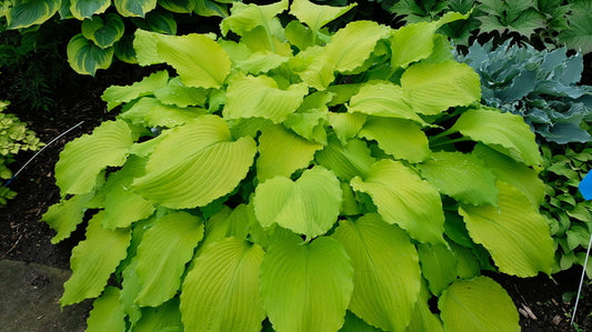 Image of Hosta 'Edge of Dawn' taken at Walters Gardens, MI by JLBG