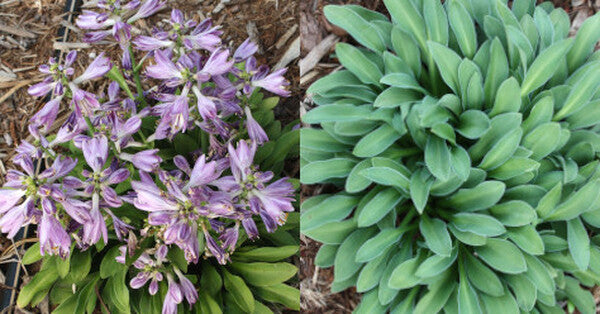 Image of Hosta 'Fingertips'  taken at Juniper Level Botanic Gdn, NC by JLBG