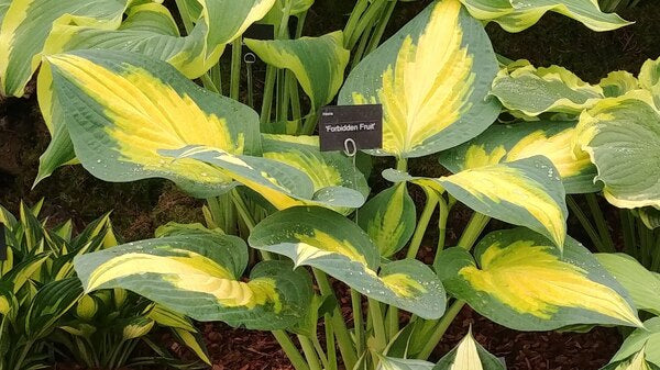 Image of Hosta 'Forbidden Fruit' PP 24,001 taken at Chelsea Flower Show by JLBG