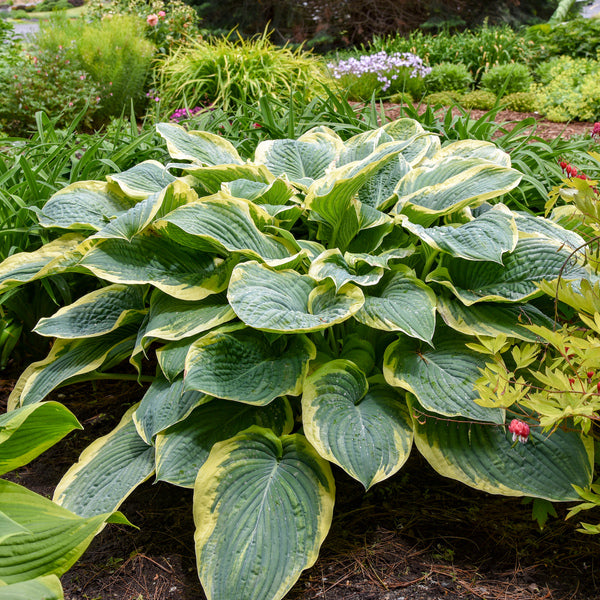 Image of Hosta 'Gigantosaurus' PP 35,135 taken at Walters Gardens, MI by Walters Gardens