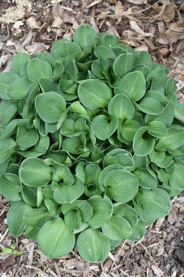 Image of Hosta 'Green Thumb'