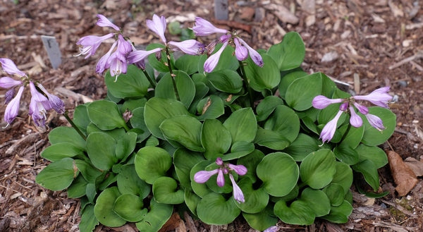 Image of Hosta 'Green Thumb'