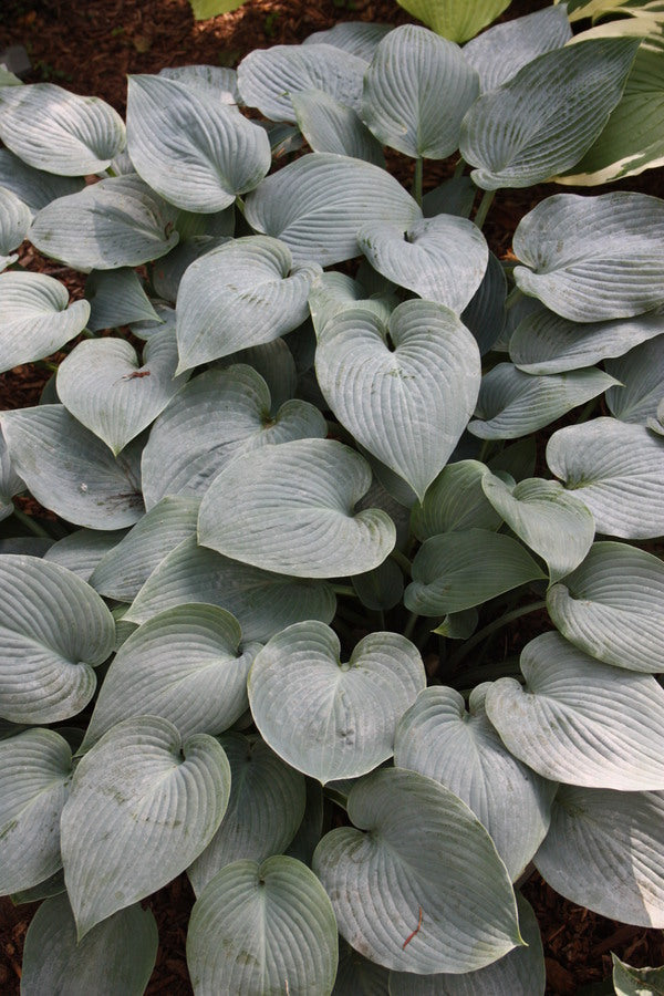 Image of Hosta 'Halcyon' taken at Chopko Gdn, NJ by JLBG