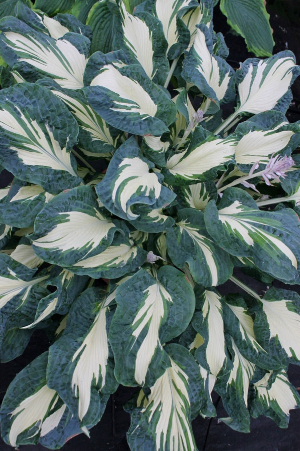 Image of Hosta 'Hans' taken at Walters Gardens, MI