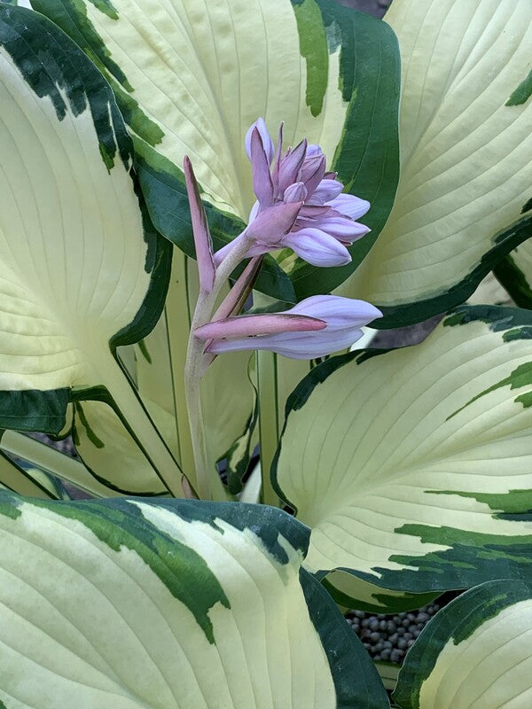 Image of Hosta 'Hans' taken at Juniper Level Botanic Gdn, NC by C. Hardison