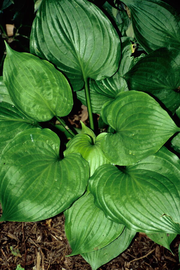 Image of Hosta 'Jolly Green Dwarf' taken at Juniper Level Botanic Gdn, NC by JLBG