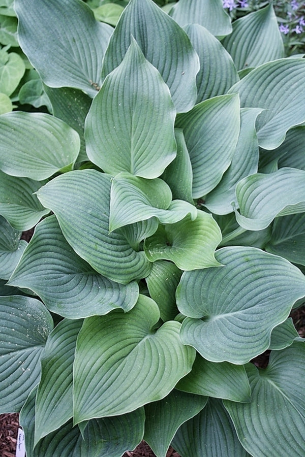 Image of Hosta 'Komodo Dragon' taken at Juniper Level Botanic Gdn, NC by JLBG