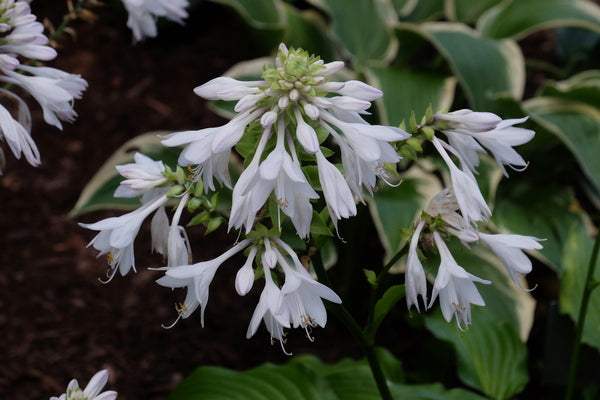 Image of Hosta 'Menorah' taken at Juniper Level Botanic Gdn, NC by JLBG