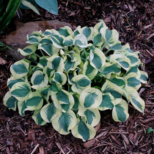 Image of Hosta 'Mini Skirt' PP 26,743 taken at Juniper Level Botanic Gdn, NC by JLBG
