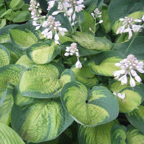 Image of Hosta 'Paradigm' taken at Walters Gardens, MI by Walters Gardens, Inc.