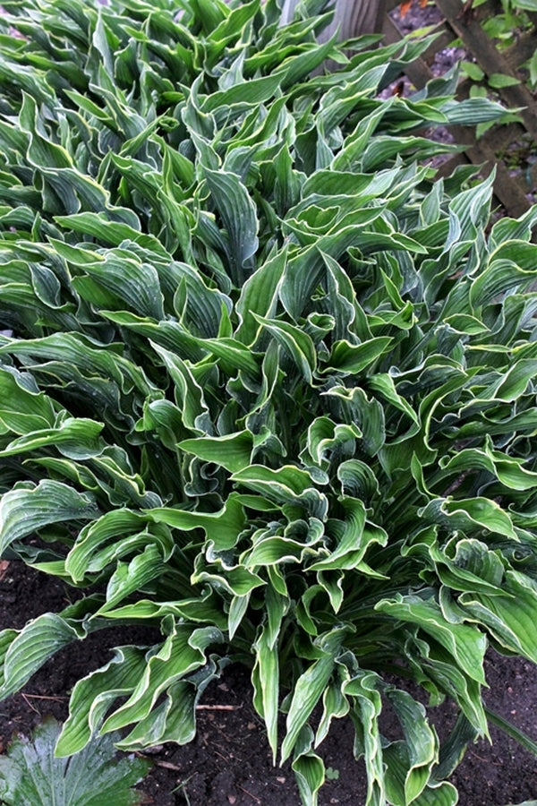 Image of Hosta 'Praying Hands' taken at Walters Gardens, MI