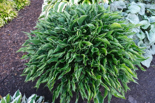 Image of Hosta 'Praying Hands' taken at Walters Gardens, MI by JLBG