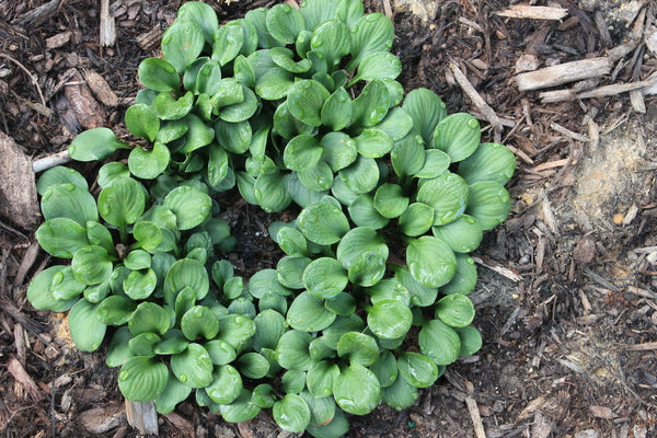 Image of Hosta 'Quarter Back' taken at Juniper Level Botanic Gdn, NC by JLBG