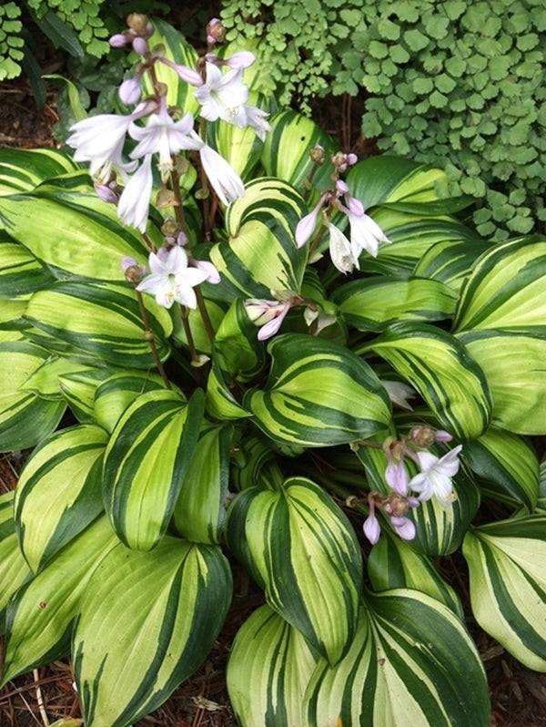 Image of Hosta 'Rainbow's End'  taken at Juniper Level Botanic Gdn, NC by JLBG