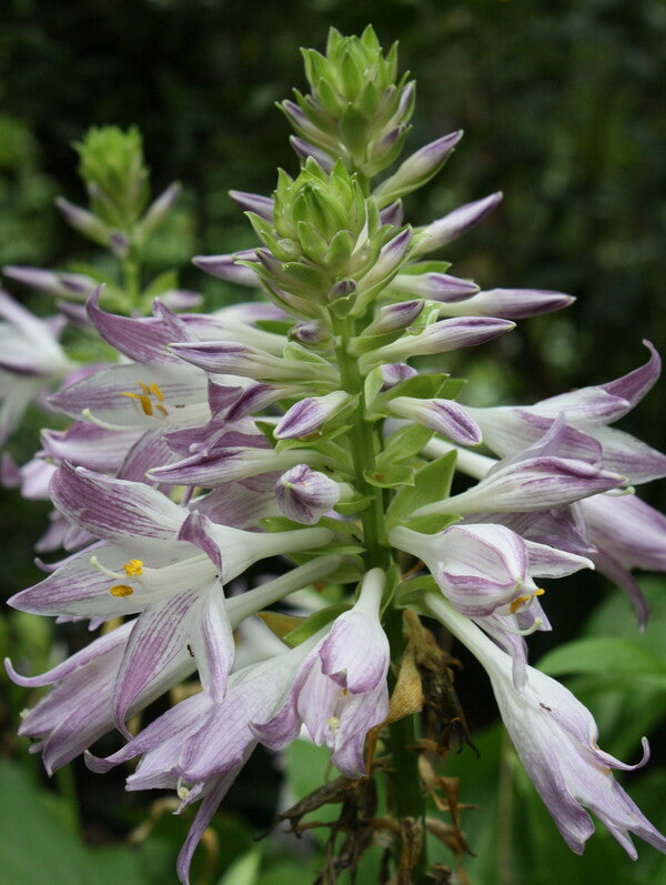 Image of Hosta 'Scentuous' taken at Juniper Level Botanic Gdn, NC by JLBG