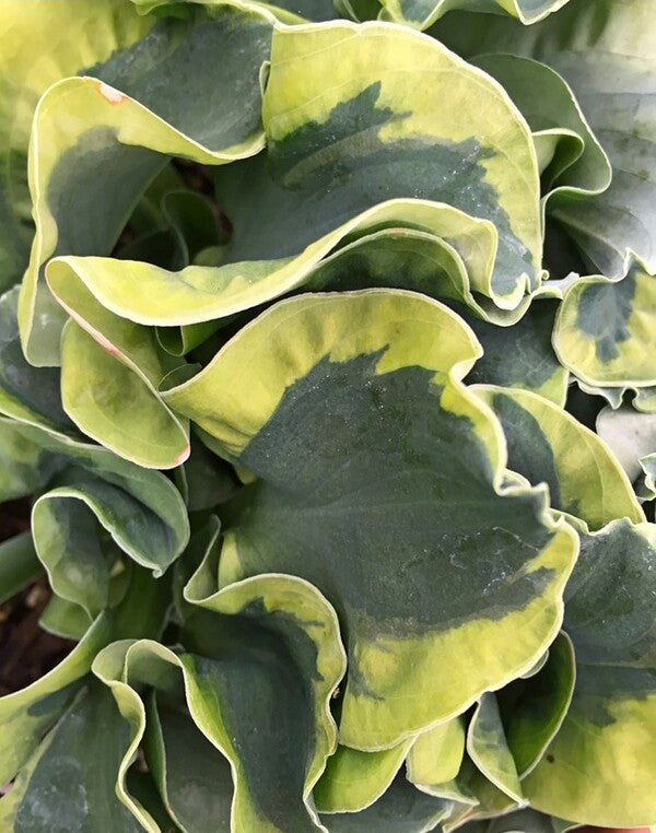 Image of Hosta 'School Mouse' PP 29,559 by H. Hansen