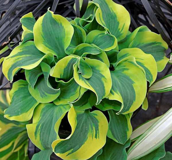 Image of Hosta 'School Mouse' PP 29,559 taken at Walters Gardens, MI by Walters Gardens