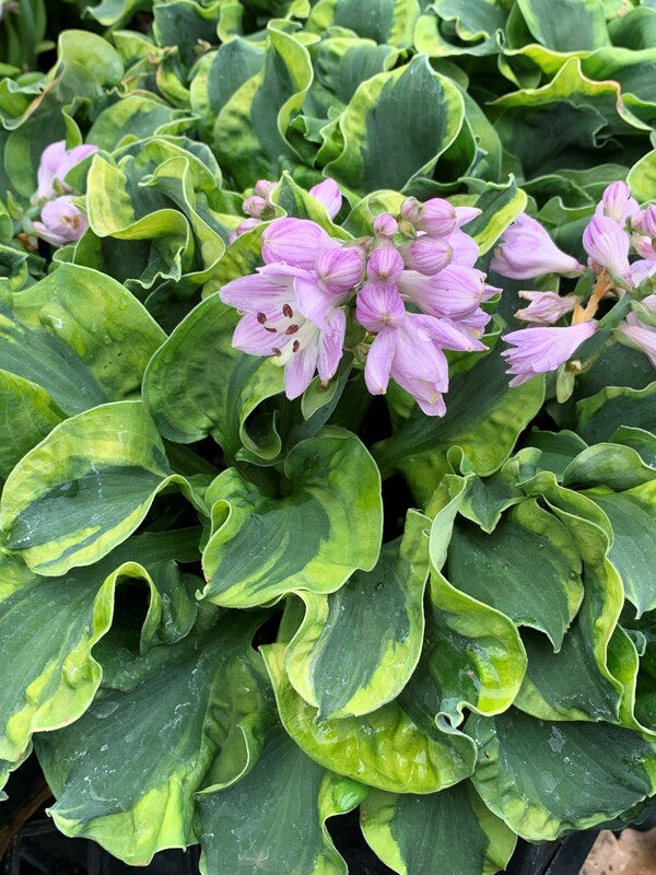 Image of Hosta 'School Mouse' PP 29,559 taken at Juniper Level Botanic Gdn, NC by C. Hardison