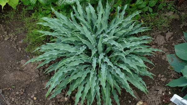 Image of Hosta 'Silly String' PP 32,127 taken at Walters Gardens, MI by JLBG