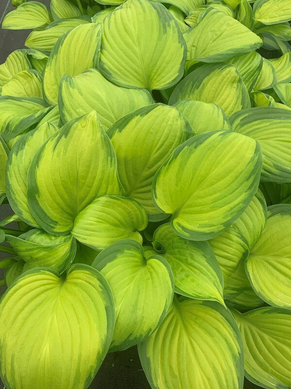 Image of Hosta 'Stained Glass' taken at Juniper Level Botanic Gdn, NC by C. Hardison
