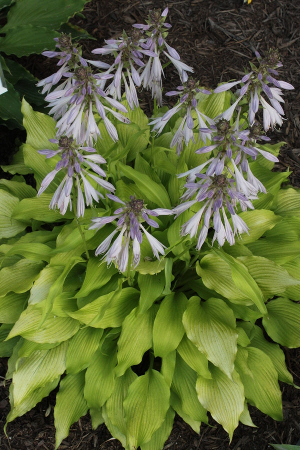 Image of Hosta 'Sunshine Floozie' taken at Juniper Level Botanic Gdn, NC by JLBG
